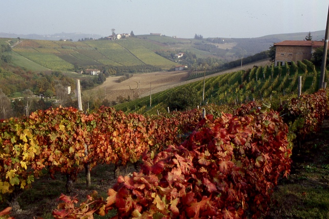 Veduta del peculiare paesaggio viticolo del Comune di Coazzolo nella veste autunnale.