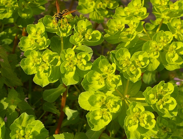  Euphorbia helioscopia diffusa nelle campagne astigiane