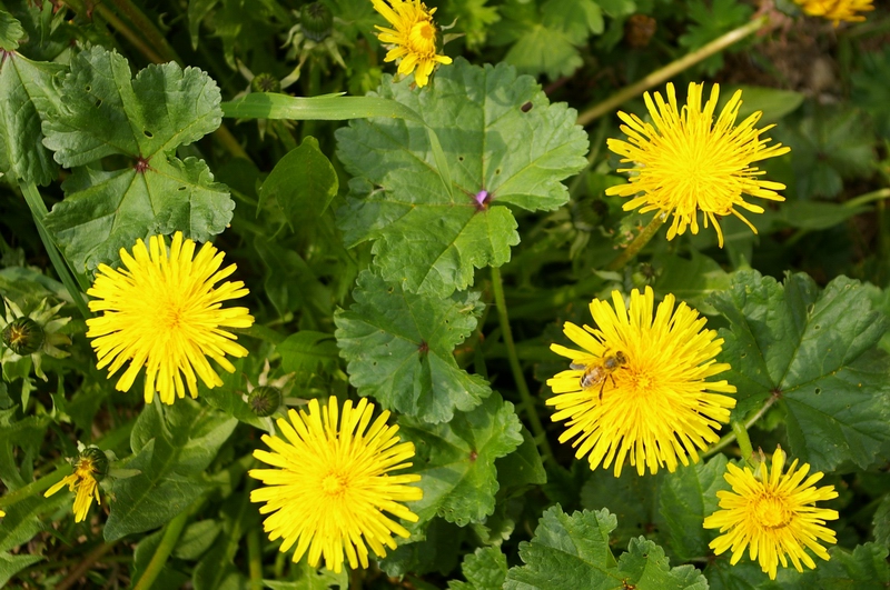 Fioriture primaverili di Taraxacum officinale nei prati astigiani