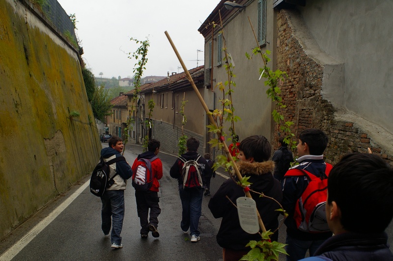 Trasporto delle piantine di rampicanti da parte dei ragazzi della Scuola media di Mombercelli sino ai muri in cemento di Vinchio da rinverdire.