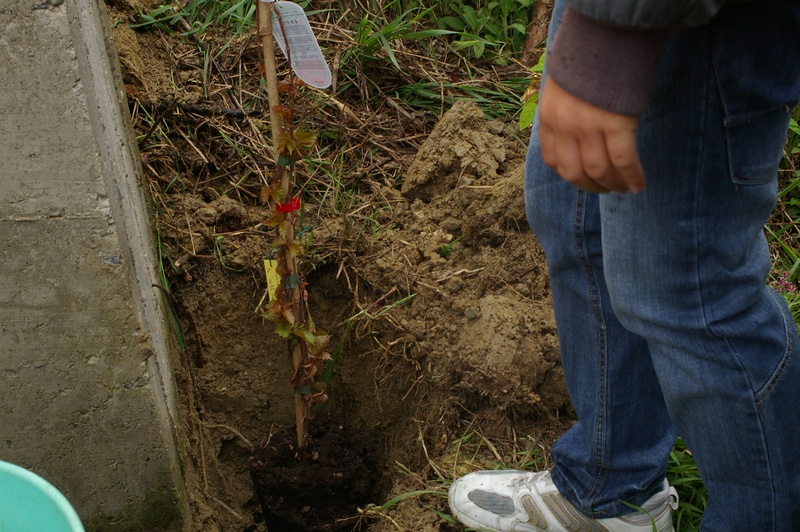 Prima pianta di Parthenocissus tricuspidata messa a dimora al piede del muro in cemento.