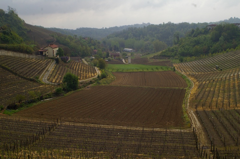 Veduta del bel paesaggio agrario di Vinchio.