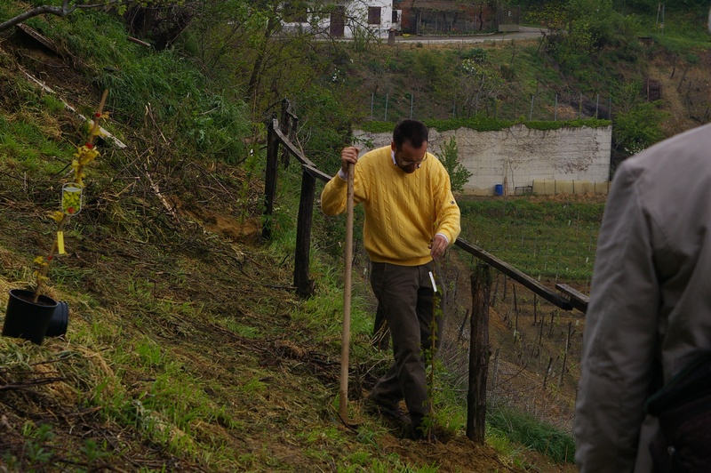 Messa a dimora dei rampicanti da parte di Andrea Laiolo, Sindaco di Vinchio.