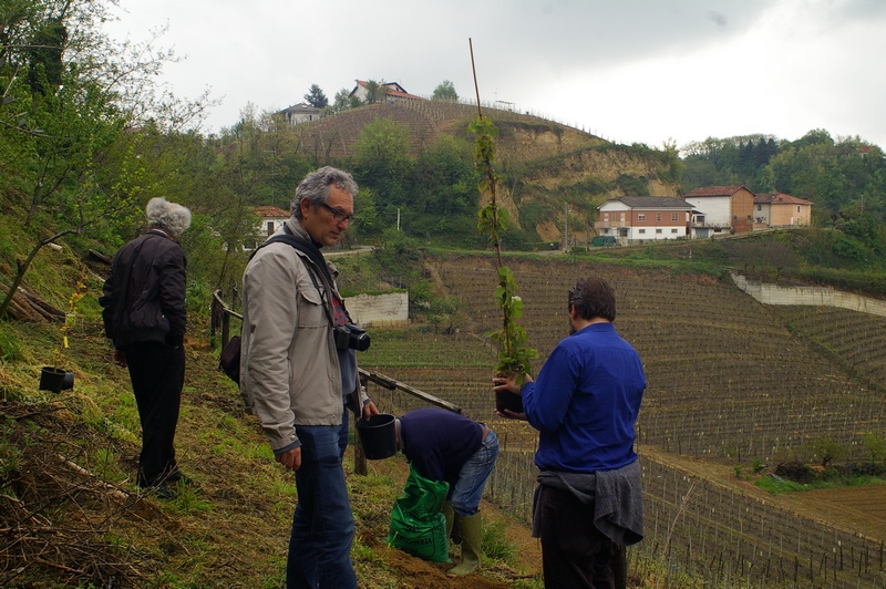 Messa a dimora dei rampicanti da parte di Filippo Romagnolo e Marco Devecchi.