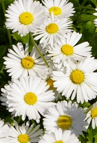 Bellis perennis