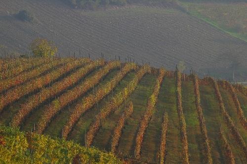 Veduta di un tipico Paesaggio viticolo astigiano.