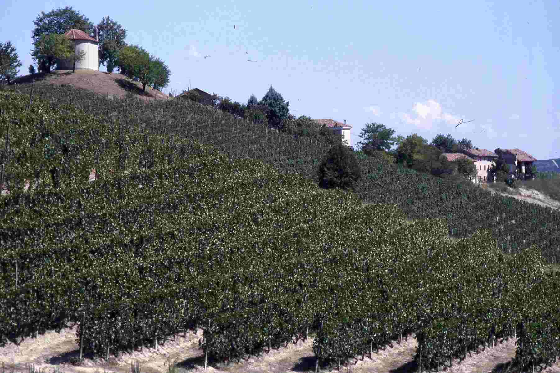 Caratteristico vigneto astigiano con disposizione dei filari a girappoggio nel comune di San Martino Alfieri (AT)