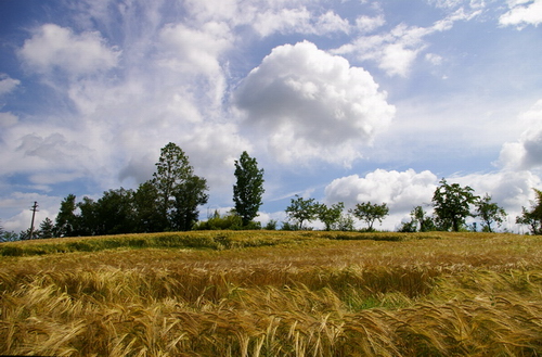 Coltivi di cereali tipici della campagna astigiana