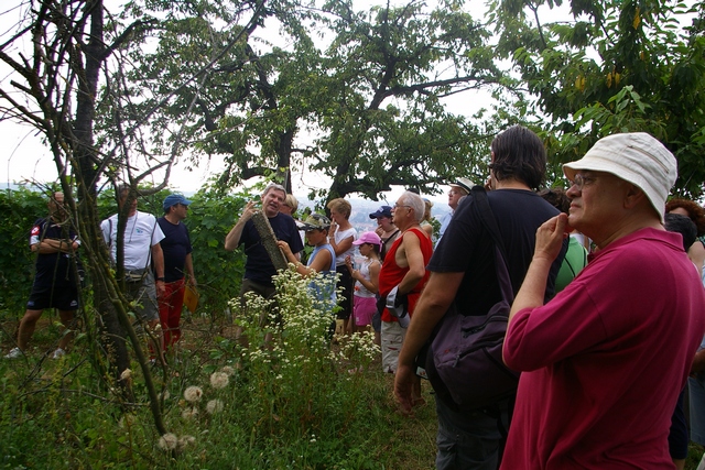 Eccezionale paesaggio agrario della collina di San Iorio interessato da tempo da ripetitori per le telecomunicazioni