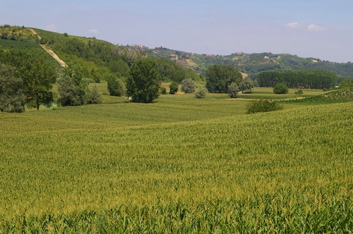 Paesaggi astigiani da conoscere, salvaguardare attraverso la messa a punto di appositi momenti partecipativi (Territorio tra Vinchio e Mombercelli)