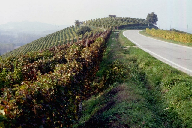 Veduta del peculiare paesaggio viticolo del Comune di Coazzolo nella veste autunnale.